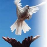 One week Reiki Attunements / Reiki healing offer