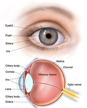 A Briefing on Ophthalmology | Eye Care at A Glance