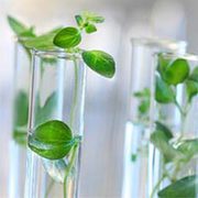 Glucosamine manufacturers