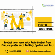 Domestic Pest Control Services in Jaipur | Best Pest Control Solutions