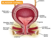 Best Urologist in Patna Bihar: Dr. Kumar Rajesh Ranjan