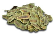 Senna Pods Supplier in India | Sanayindustries.com | 8769761111