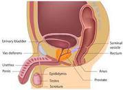 Best Doctor For Infertility In Bangalore - Best Fertility Specialist 