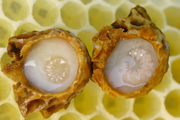 Royal Jelly | AA Food Factory 